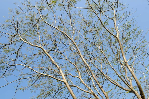 Γυμνά Κλαδιά Δέντρων Κατά Μπλε Ουρανό Από Κοντά — Φωτογραφία Αρχείου