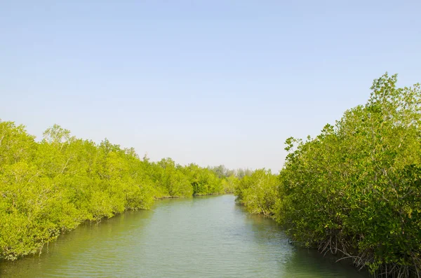 mangrov orman ve nehir 