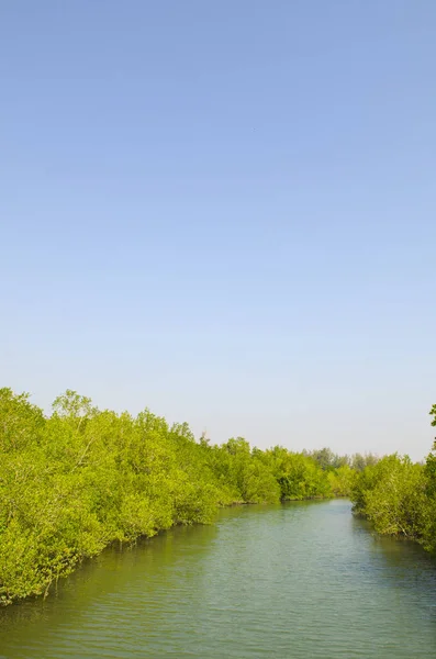 Forêt Mangroves Rivière — Photo