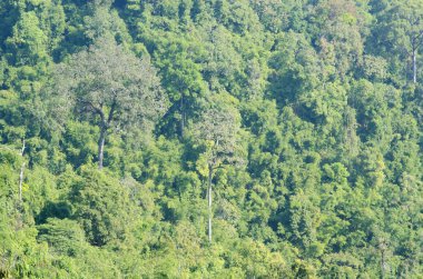 Dağlardaki yeşil orman