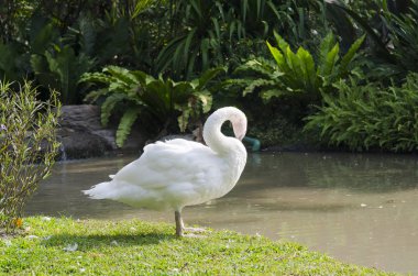 Köydeki beyaz kazlar