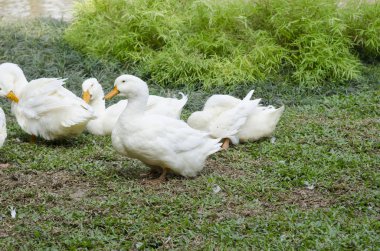 Beyaz kaz yürüyen bir köye
