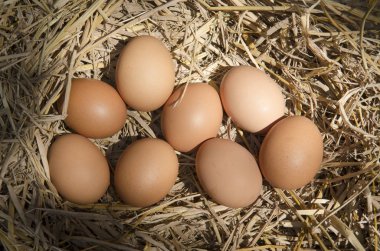 saman, kahverengi yumurta tavuk çiftliğinde iç içe.