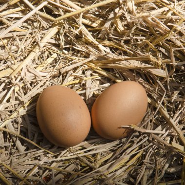 kahverengi yumurta tavuk çiftliğinde saman Nest makro çekimi
