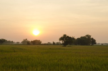 Manzara, güneşli bir tarlada şafak