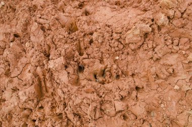 toprakta hayvanların ayak izi