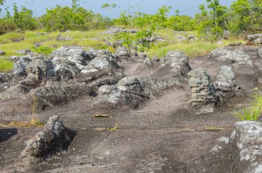 Doğada bir kaya üzerinde liken grubu.