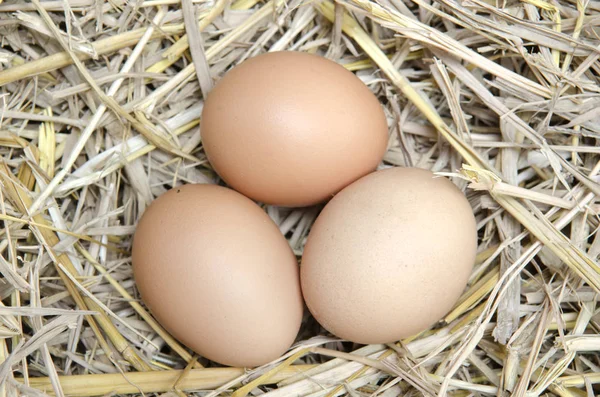 養鶏場の干し草で茶色の卵を巣します — ストック写真