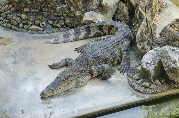 Crocodilo Tailândia Farm — Fotografia de Stock