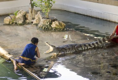Tayland timsah gösterisi. çok heyecan verici bir gösterisi