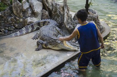 Tayland timsah gösterisi. çok heyecan verici bir gösterisi