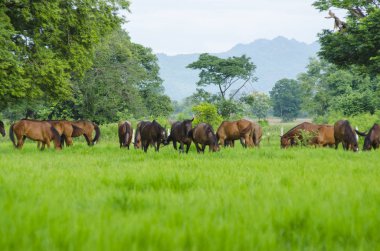 Bahar yeşil çayır ata
