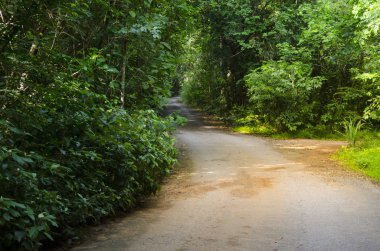 road in the forest in the countryside