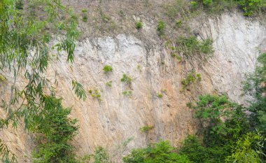 texture of the stone with plants 