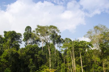 Amazon jungle trees and blue sky