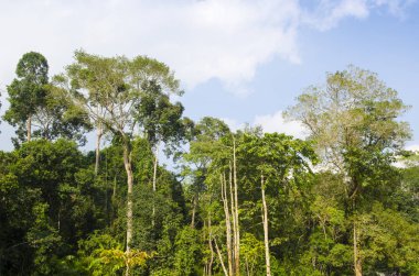 Amazon jungle trees and blue sky