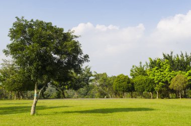Yeşil bahçede tek başına bir ağaç