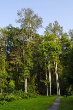 Beautiful lush forest and blue sky 