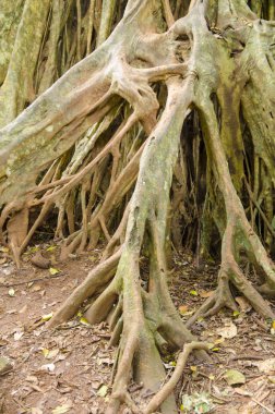 Amazon jungle tree with big roots