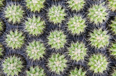 Group of cactuses background
