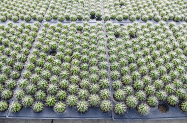 çiftlikte kaktüs bir sürü