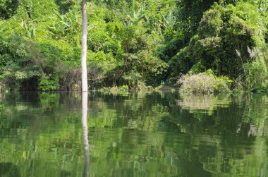 Tropikal ormanlarda rezervuar