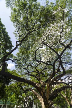 big trees with a blue sky, background