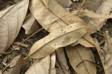 sonbahar arka plan kuru yaprakları