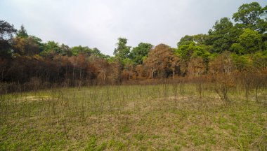 Ormanda ağaçları olan güzel bir manzara.
