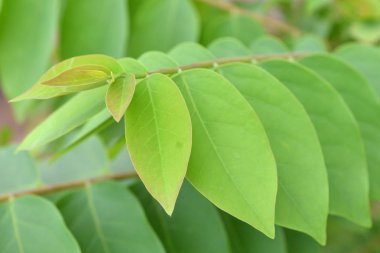 Doku ile güzel yeşil yaprak