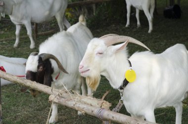 keçi, portre portre dışarıda bir avlu içinde