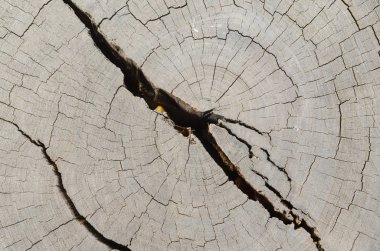 Çatlak tahta doku arka planı