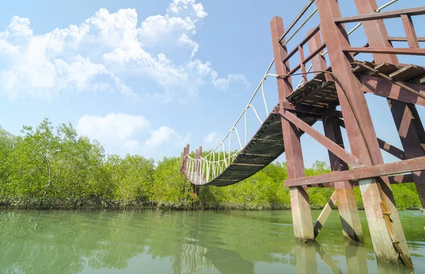 Bosque Tropical Manglares Con Cielo Azul Tailandia —  Fotos de Stock