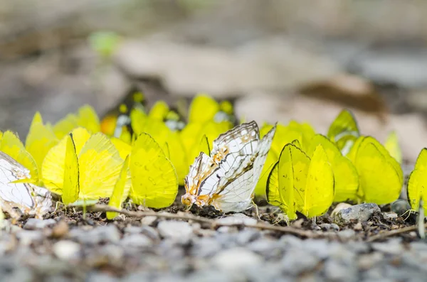 Muchas Mariposas Amarillas Suelo Bosque —  Fotos de Stock