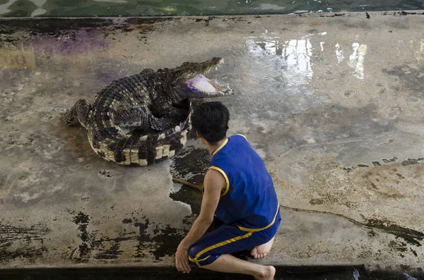 Espectáculo Crocodilo Tailândia Show Muito Emocionante — Fotografia de Stock