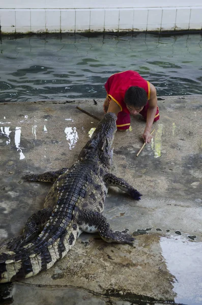 Espectáculo Crocodilo Tailândia Show Muito Emocionante — Fotografia de Stock
