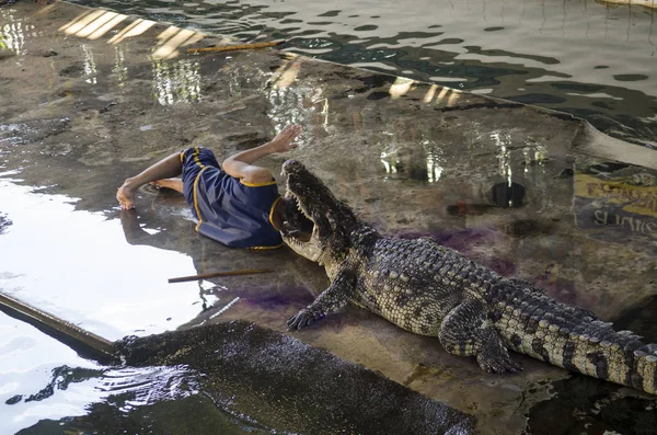 在泰国的鳄鱼表演 非常令人兴奋的表演 — 图库照片