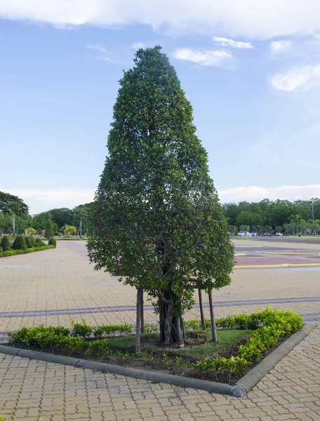 Seul Arbre Sur Jardin Vert — Photo