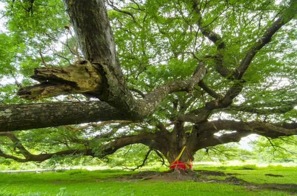 Der Große Grüne Baum — Stockfoto
