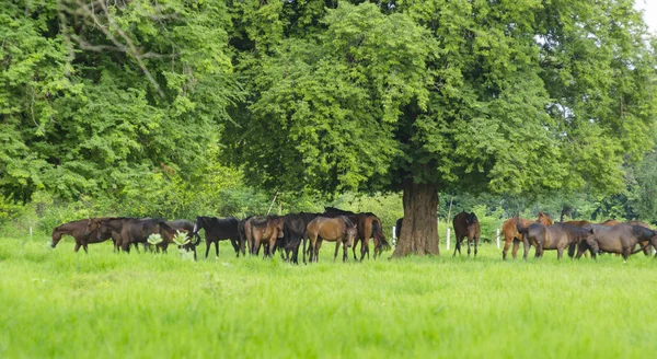 Paarden Groene Weide Het Voorjaar Van — Stockfoto