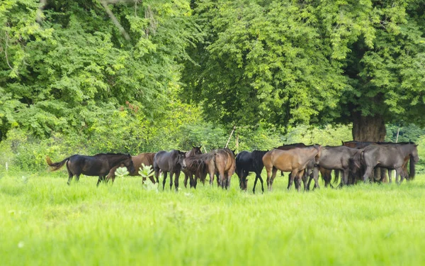 Pferde Auf Der Grünen Wiese Frühling — Stockfoto