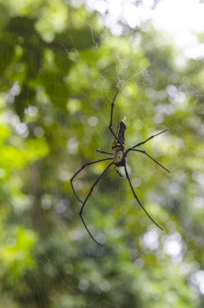 Vista Cerca Las Cuerdas Una Araña Web —  Fotos de Stock