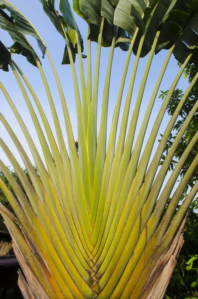 Palmier Dans Jardin — Photo