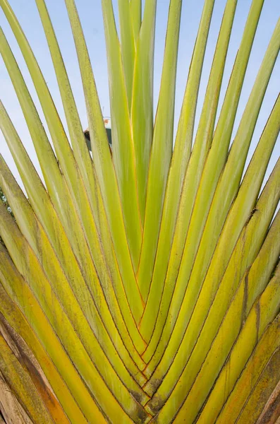 Green Palm Leaves Flora Nature — Stockfoto