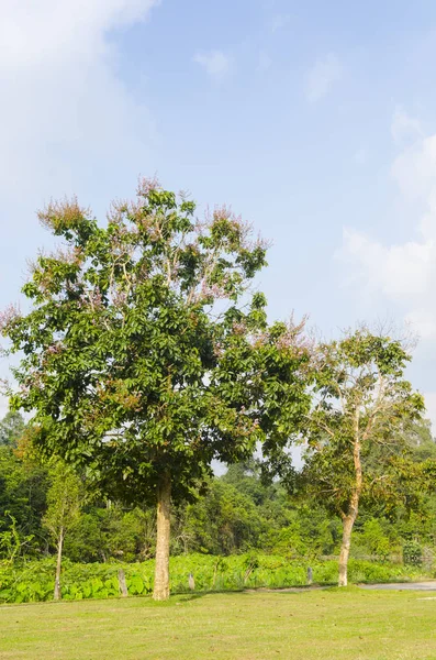 Arbres Verts Dans Parc — Photo