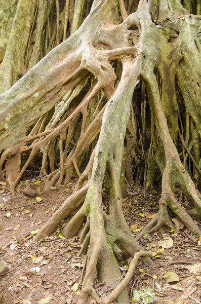 Amazon Jungle Tree Big Roots — Stok fotoğraf