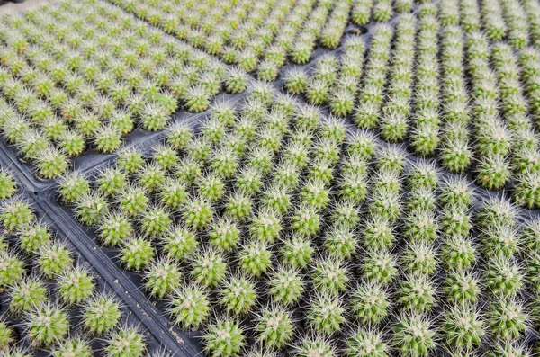 Group Cactuses Background — Stockfoto