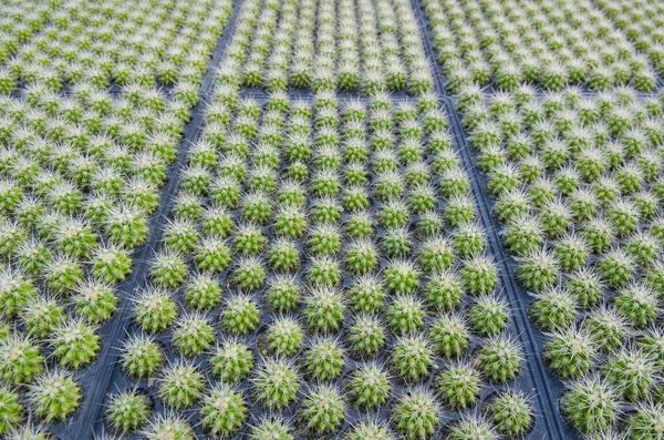 Dużo Kaktusów Gospodarstwie — Zdjęcie stockowe
