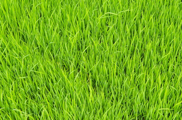Krásný Zelený Rýžoviště — Stock fotografie