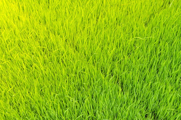 Krásný Zelený Rýžoviště — Stock fotografie